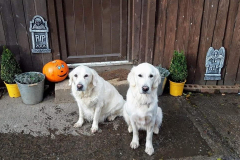 123214512_415423283194176_3964042613053944805_n-Copy-Copy