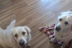 132666748_457947405608430_6763491376118001105_n-1