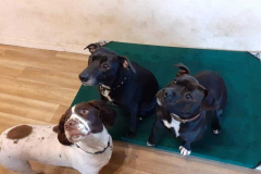 147040815_488714755865028_2137314842831160342_n