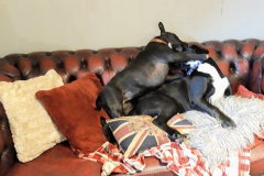 158336143_508294443907059_4019920531029916048_n