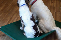 160664531_513204663416037_5011461458934043377_n