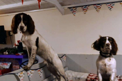 129280366_444000467003124_1761793551616474211_n