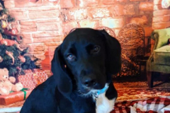 131986819_455798229156681_423152844573549088_n