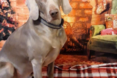 132441378_457933918943112_3128036589251014131_n