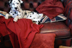 152435664_498711891531981_886681501640460033_n