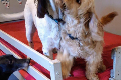 155251384_503405361062634_5522739649999709415_n