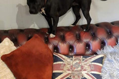 158210863_508294417240395_7748826069062037923_n