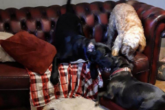 158620996_508294510573719_5599407446752529727_n