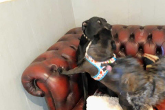 1_172521221_563080318428471_6964981082627426426_n