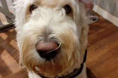 217059347_622966082439894_5808915879956141431_n-1