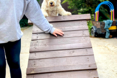 ollie